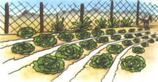 fig16.jpg